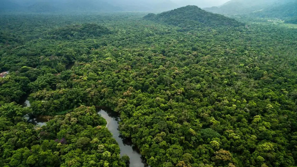 La conexión secreta entre el Sahara y la Amazonía que mantiene vivo al planeta