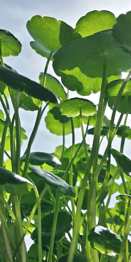 Centella Asiática: El Ingrediente Natural para Piel Madura y Embarazo